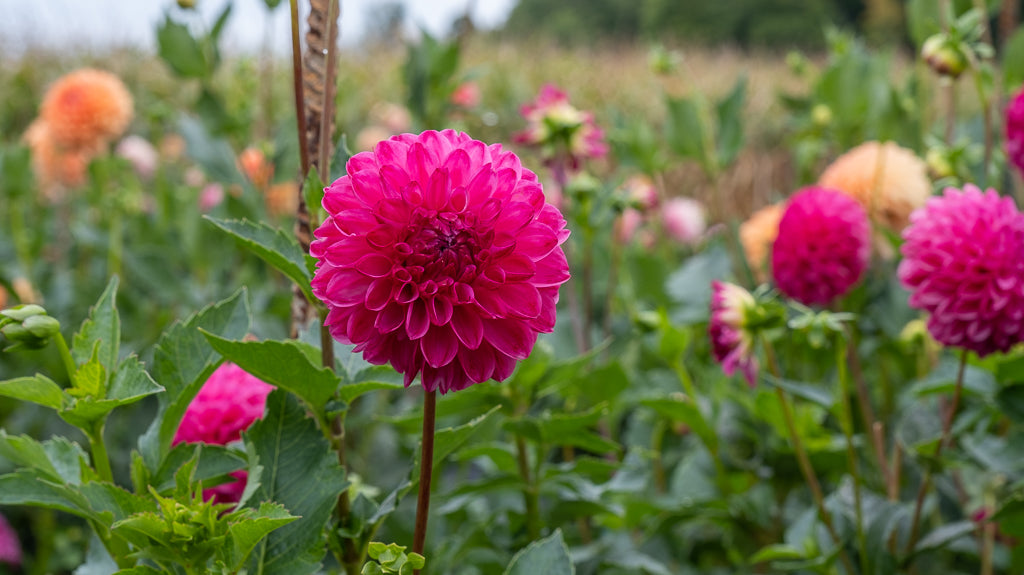 Activer les tubercules au printemps