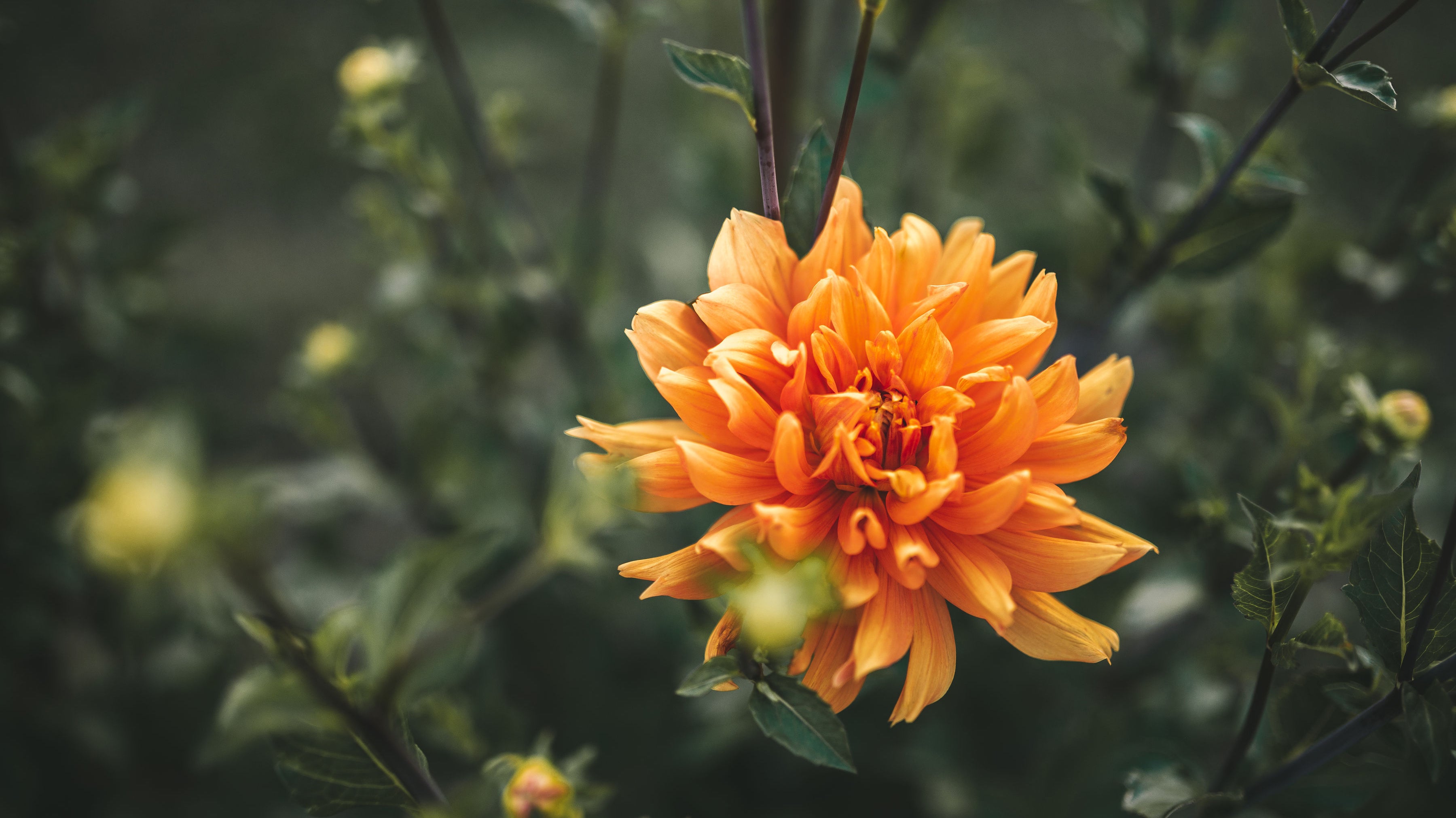 Classification des dahlias