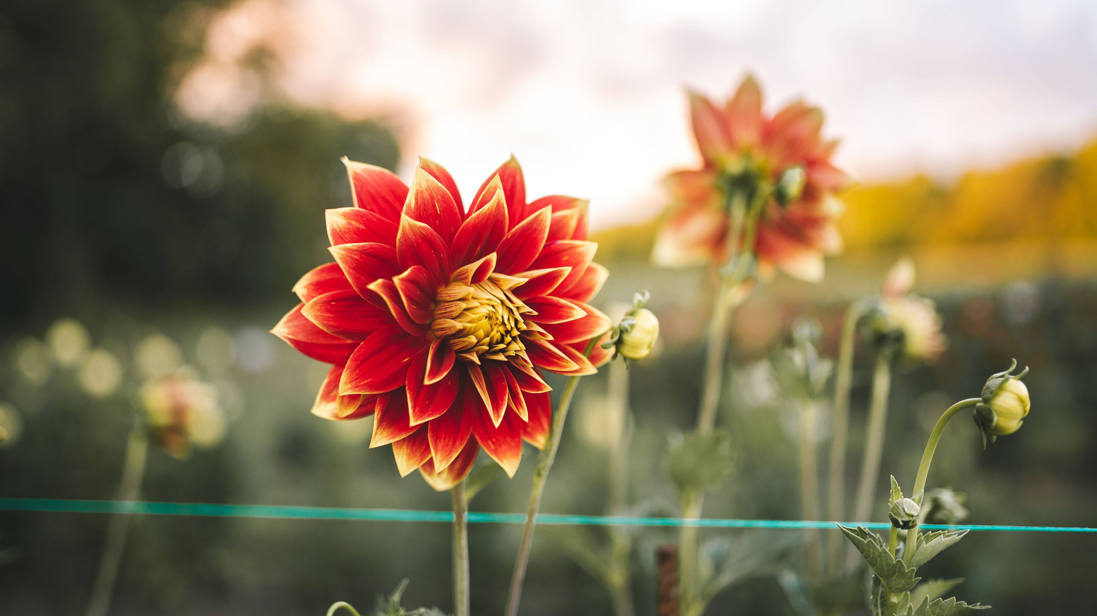 Recette pain aux dahlias