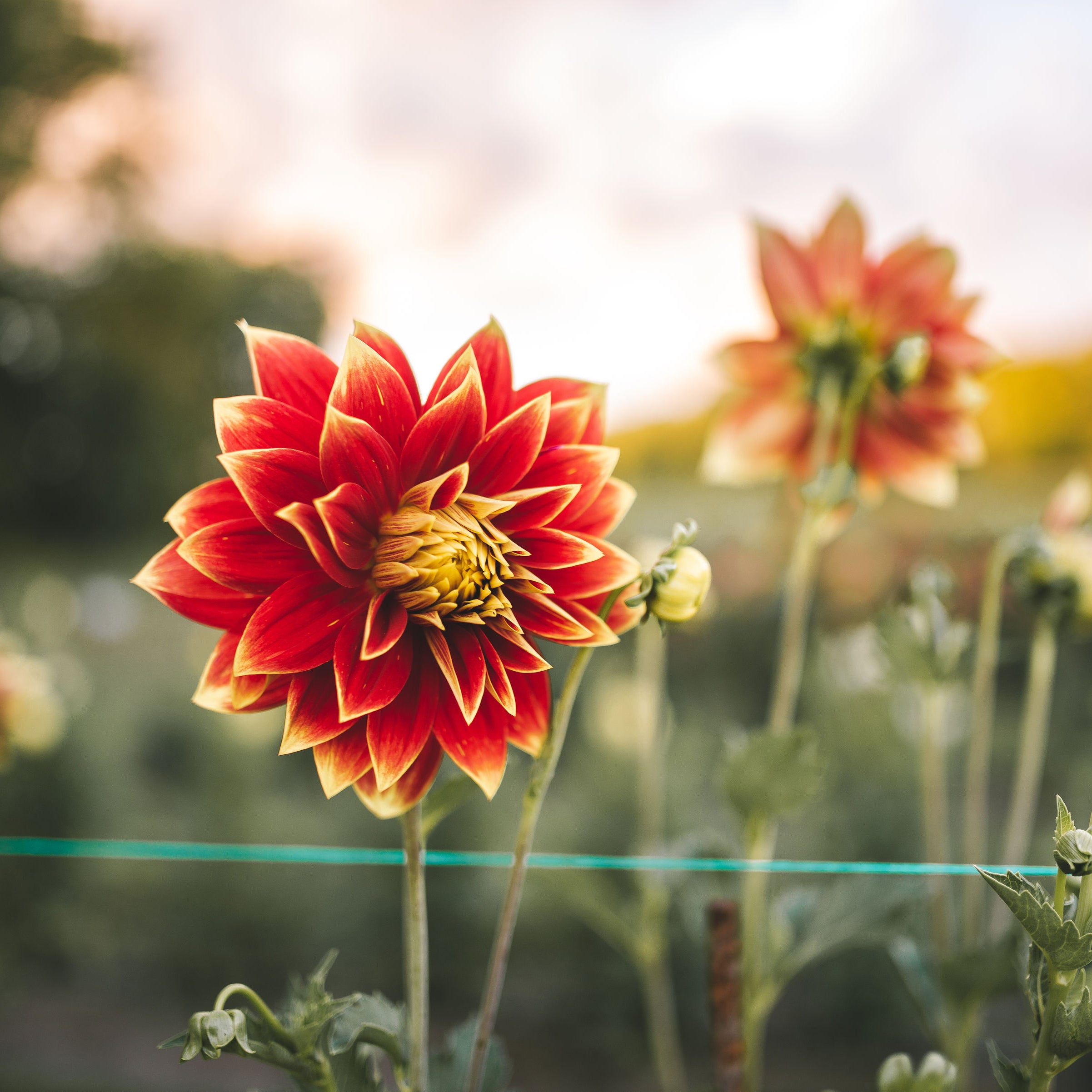 Recette pain aux dahlias