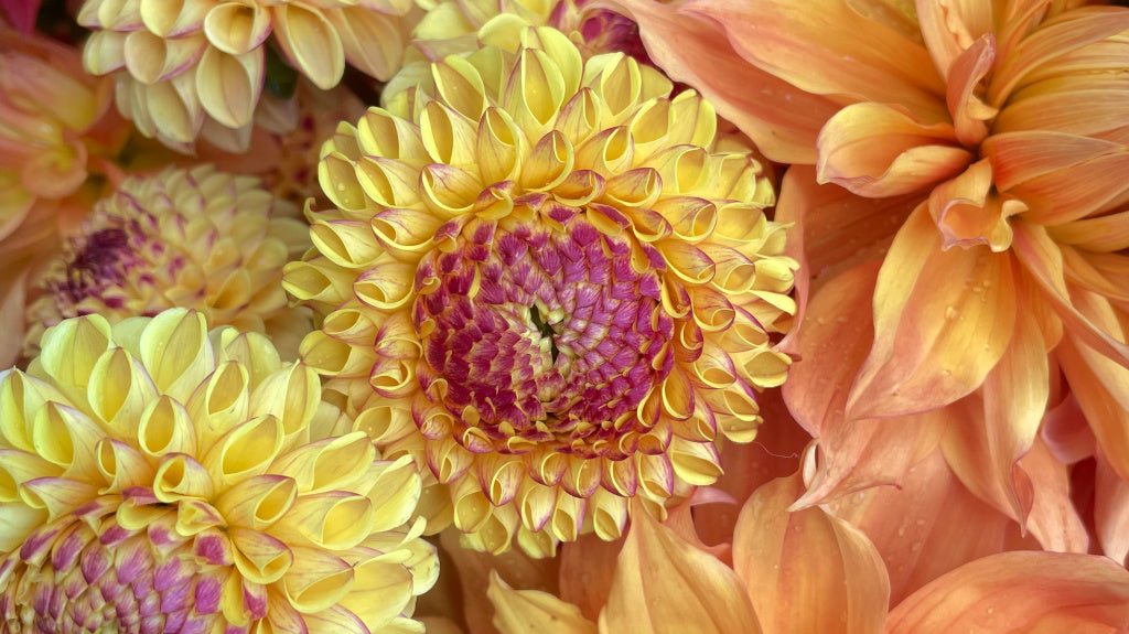 Entreposez vos tubercules pour l'hiver