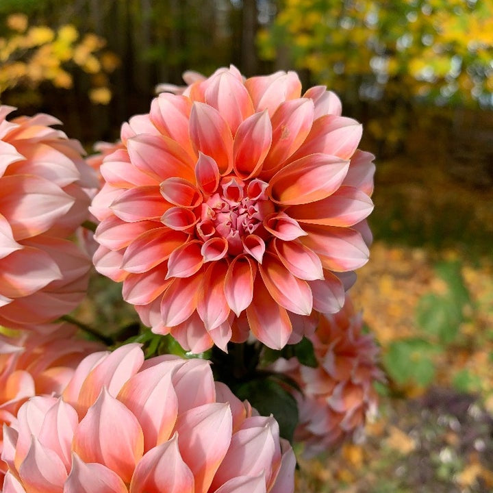 Tubercules fleurs coupées