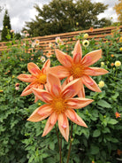 Dahlia venus