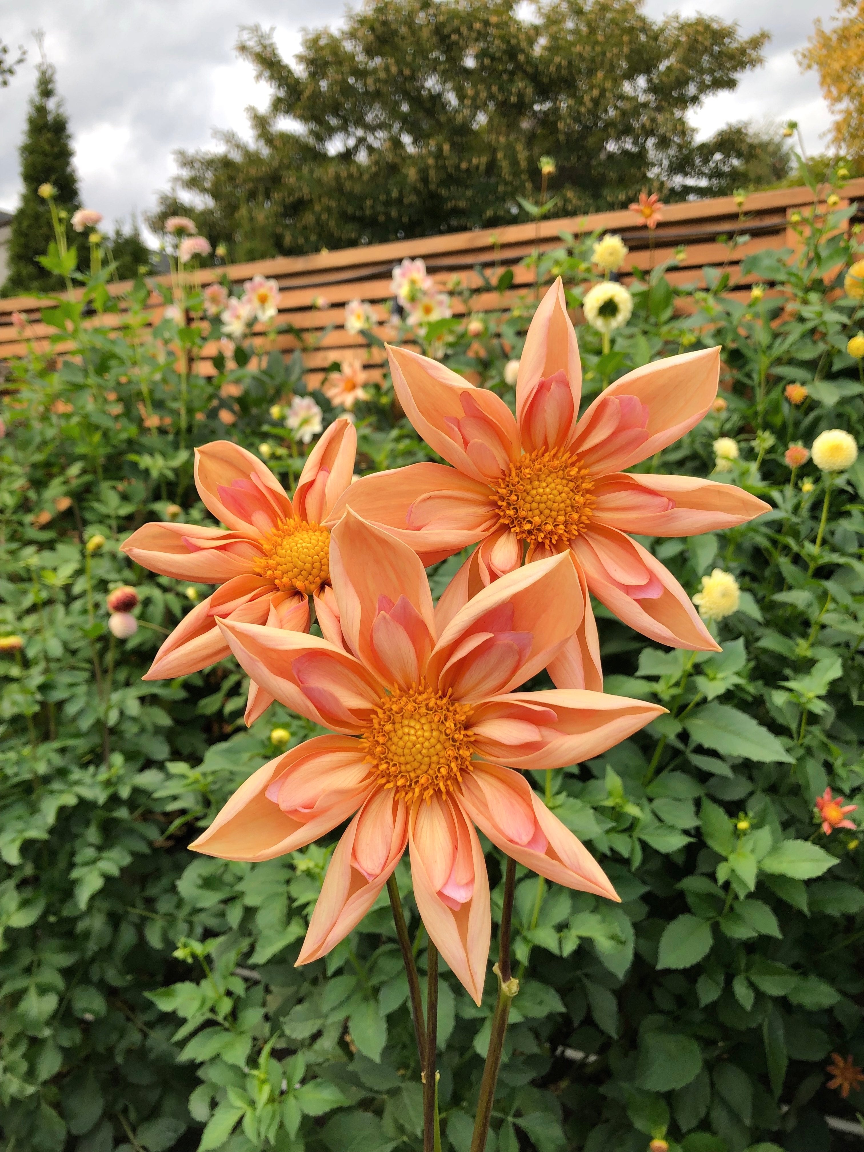 Dahlia venus