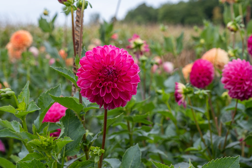 Activer les tubercules au printemps
