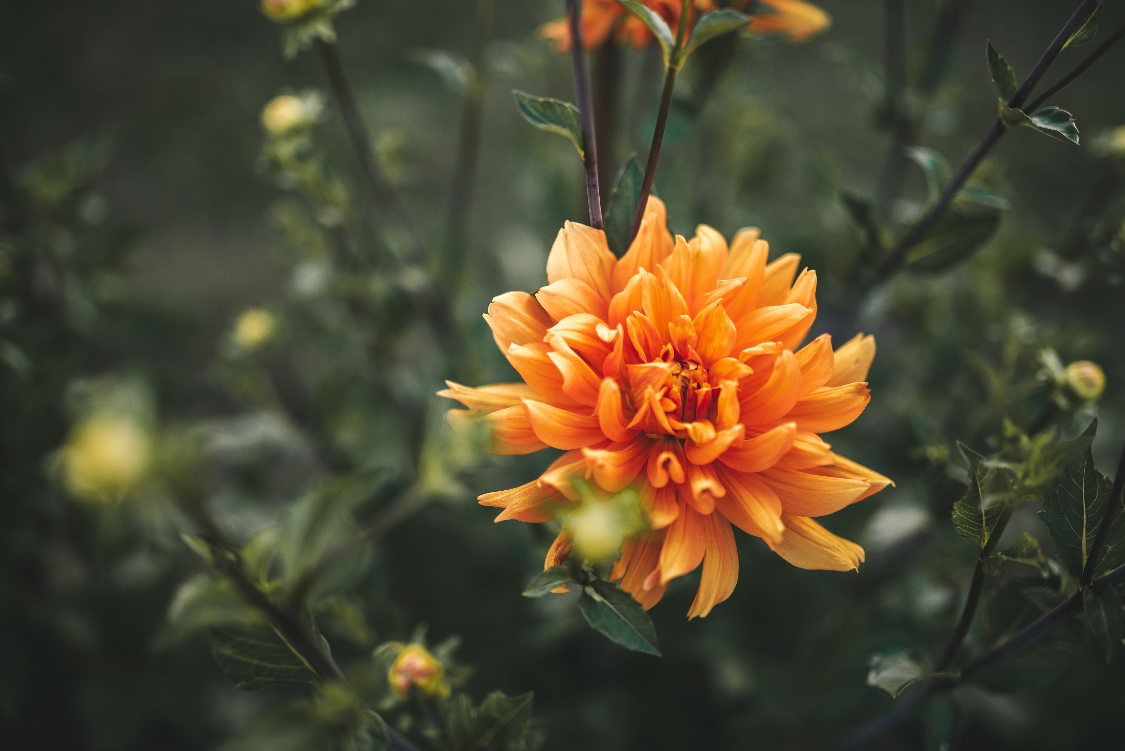 Classification des dahlias