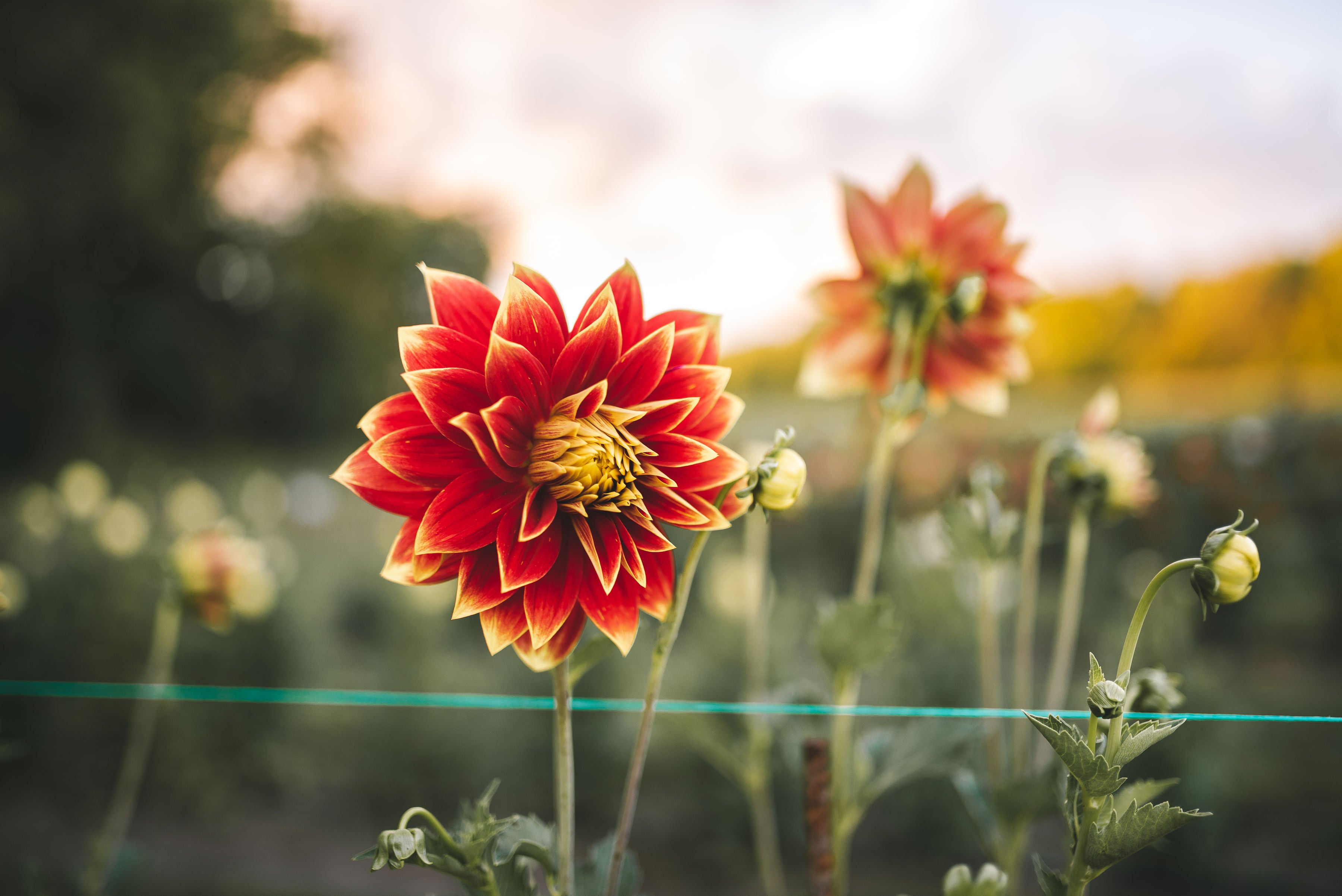Recette pain aux dahlias