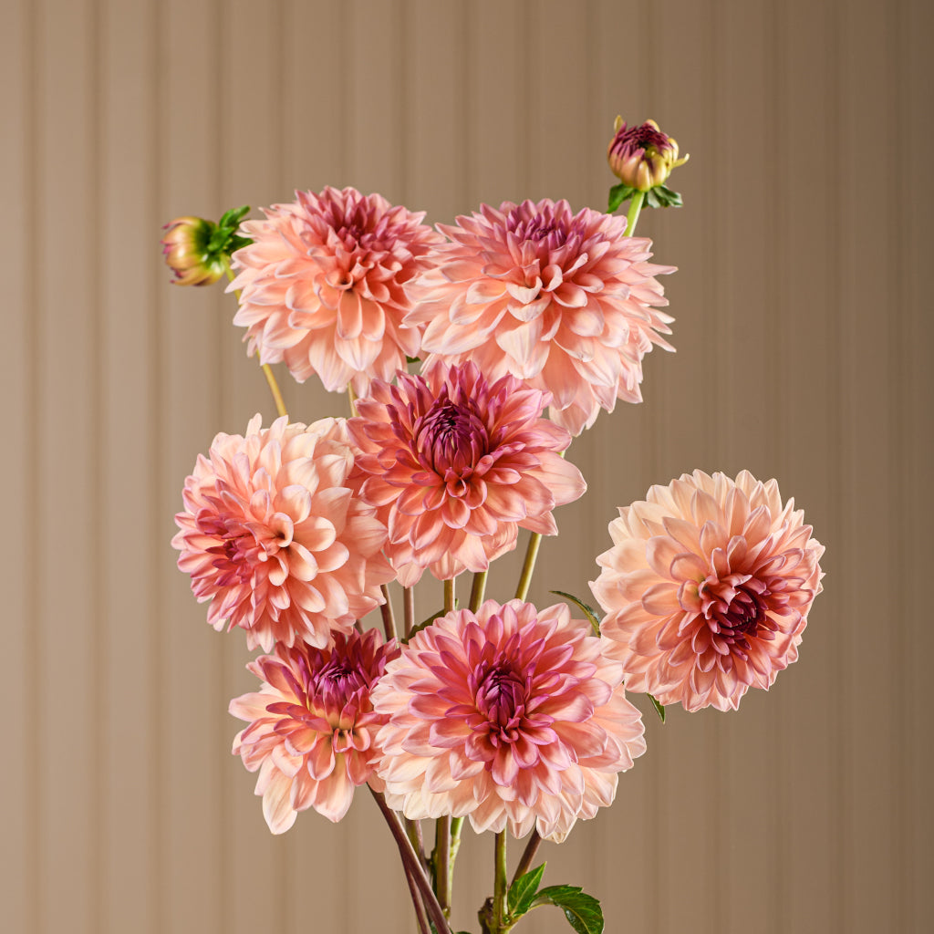Dahlia for containers – Au Beau Pré