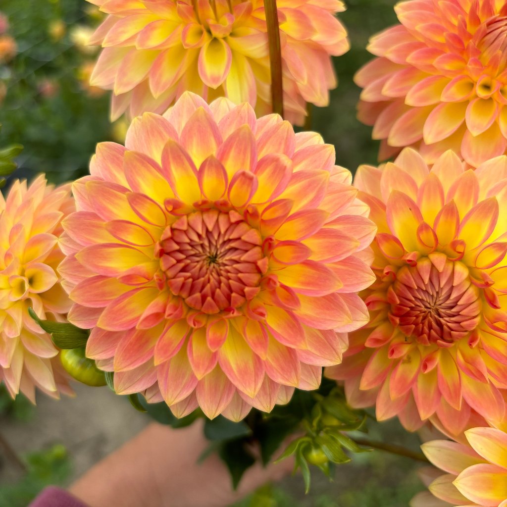 Dahlia for containers – Au Beau Pré