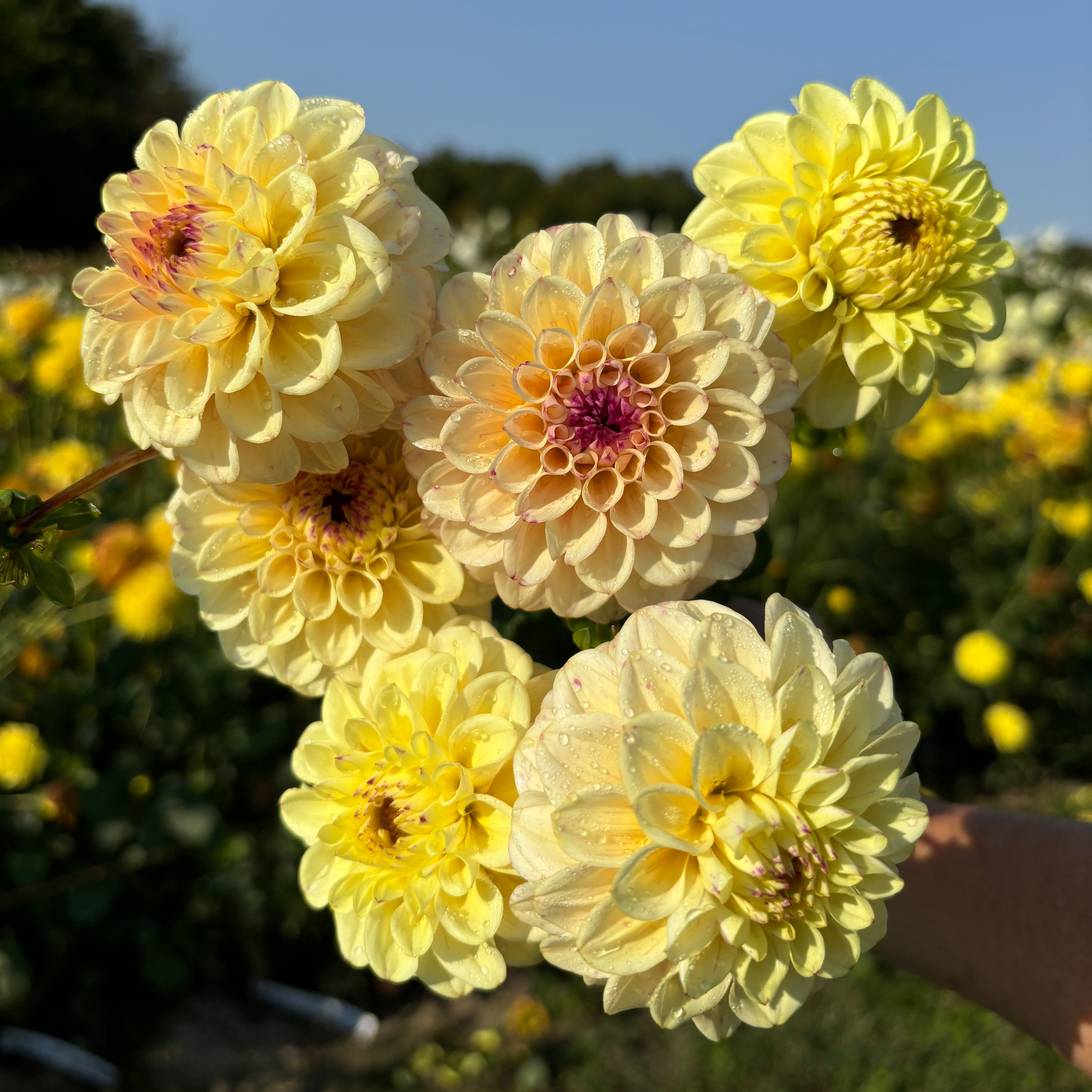 Dahlia for containers – Au Beau Pré